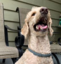 Fur Sweep Collar review