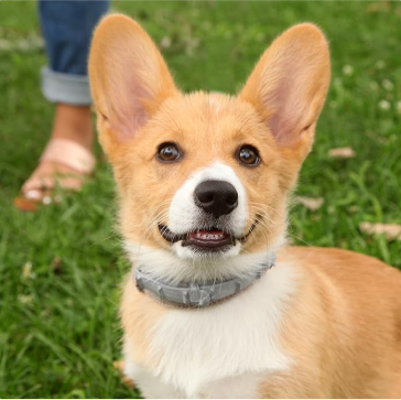 Fur Sweep Collar review
